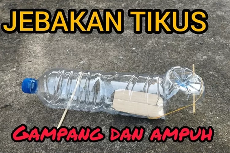 Cara Membuat Perangkap Tikus Dengan Botol Mudah Dan Aman Yuk Simak