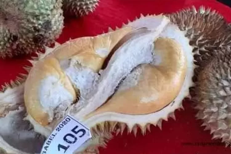 Ini Dia Lima Jenis Durian Paling Enak Di Indonesia Yang Wajib Dicoba