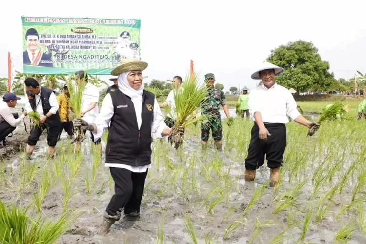 Sistem Tanam Culik Jadi Jurus Baru Kementan Tingkatkan Produksi Beras