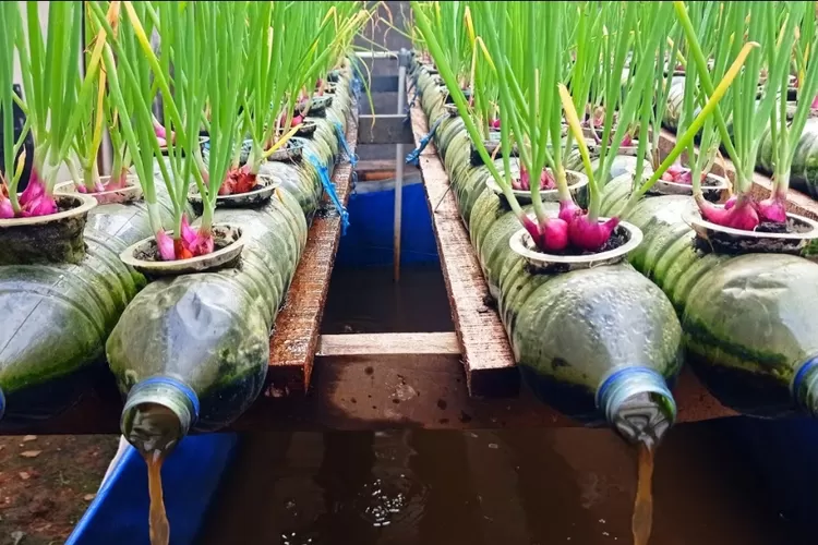 Cara Mudah Menanam Bawang Merah Di Rumah Menggunakan Botol Bekas Untuk Ide Usaha Dengan Untung