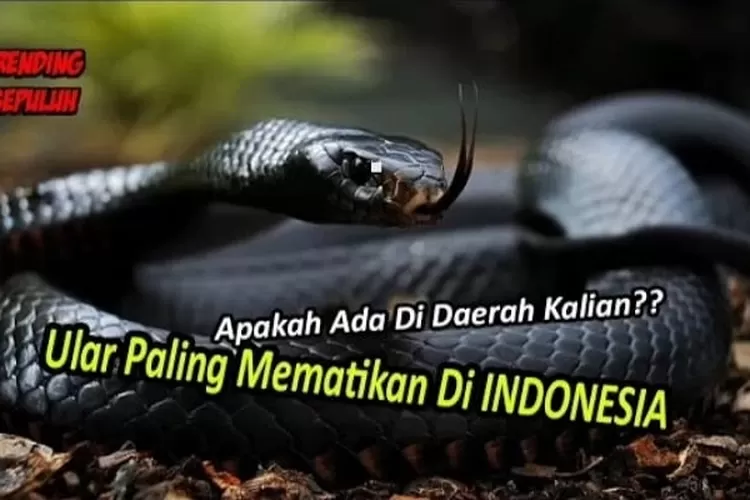 Termasuk Kobra Dan King Cobra Berikut Ini Adalah Ular Yang Paling