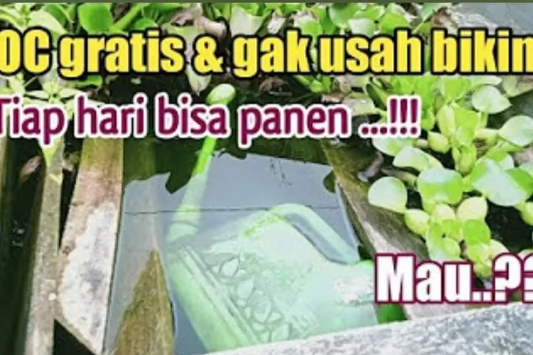 Ide Kreatif Tak Perlu Lagi Beli Dan Repot Buat Racikan Pupuk Organik