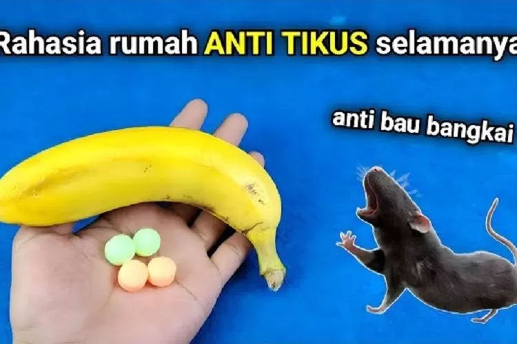 Ide Kreatif Tak Punya Royco Tenang Saja Karena Kalian Bisa Buat Tikus