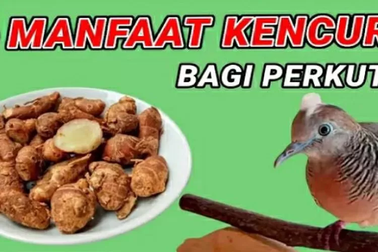 6 Manfaat Kencur Untuk Burung Perkutut Supaya Tambah Gancor Dan