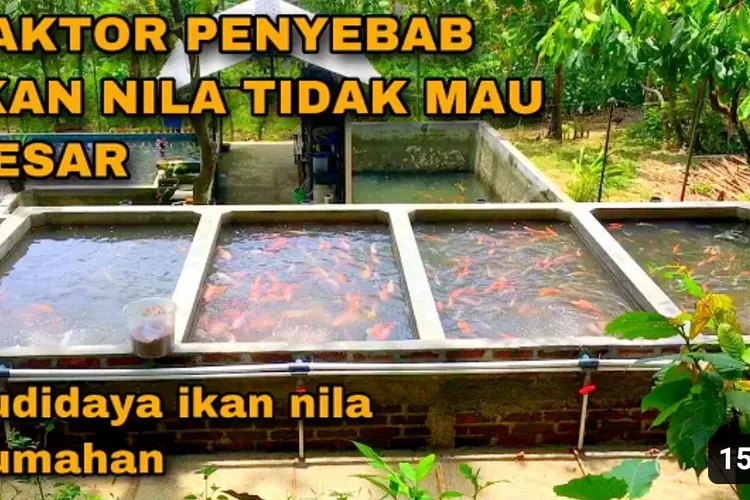 Ide Kreatif Faktor Faktor Penyebab Kesulitan Pertumbuhan Ikan Nila