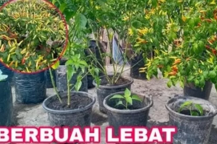 Cara Menanam Cabai Rawit Dalam Pot Atau Ember Bekas Untuk Hasil Buah