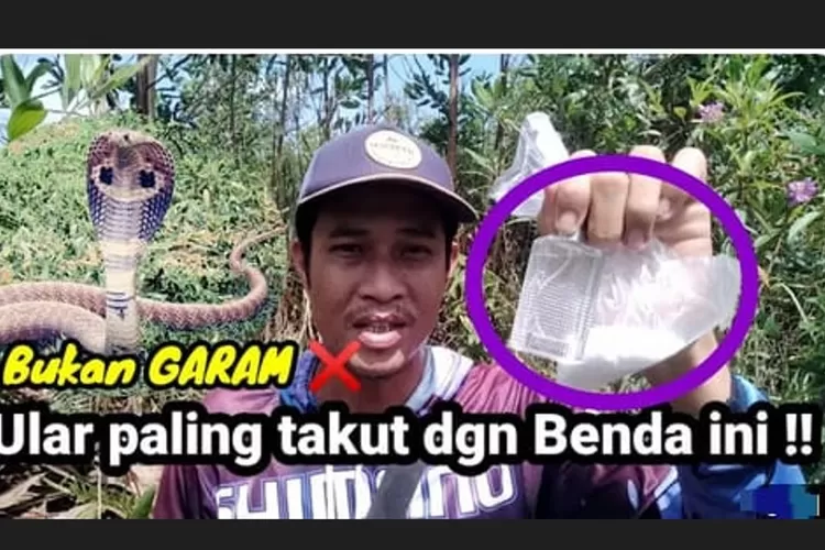 Tips Aman Mancing Di Dekat Sarang Ular Berbisa Salah Satunya Bawa