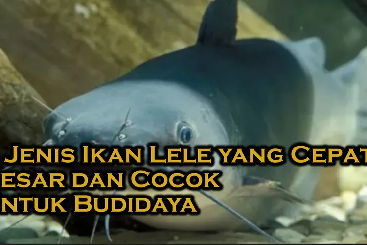 Jenis Ikan Lele Yang Cepat Besar Dan Cocok Untuk Budidaya Timenews