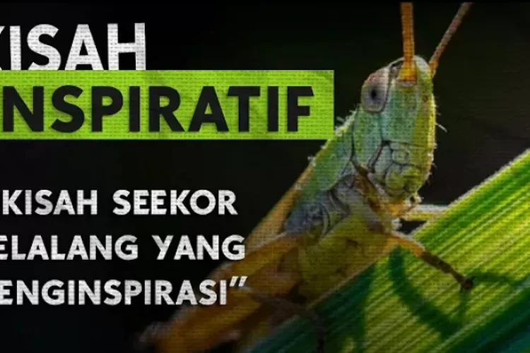 KISAH INSPIRATIF Belalang Menginspirasi Hidup Kita Agar Pantang