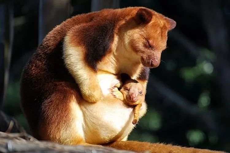 Kangguru Pohon Ini Ternyata Hewan Langka Endemik Papua Loh Disakralkan