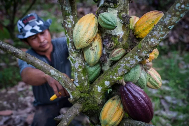 Proyek Agricrf Giz Membantu Petani Kakao Hadapi Risiko Perubahan Iklim