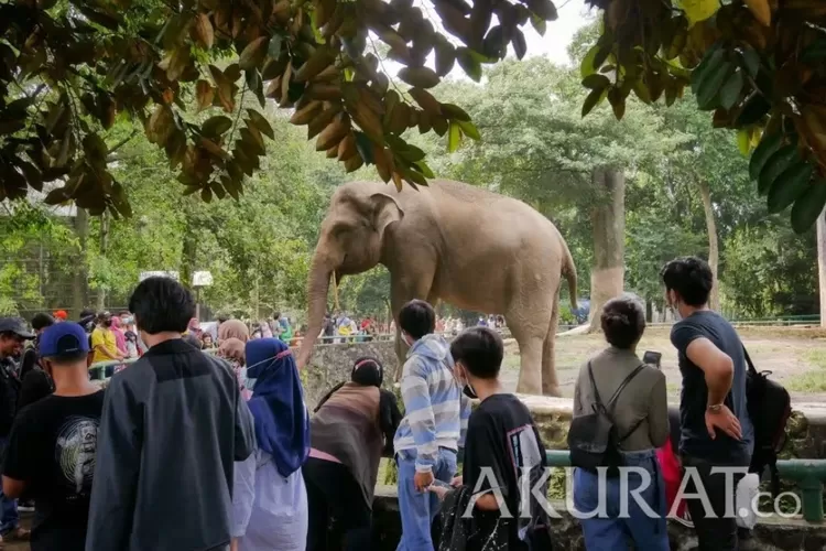 Jadwal Buka Dan Harga Tiket Masuk Kebun Binatang Ragunan Selama Libur