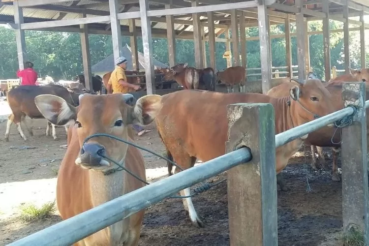 Jelang Idul Adha Pemasaran Sapi Di Pasar Kayuambua Bangli Sepi Pos Bali