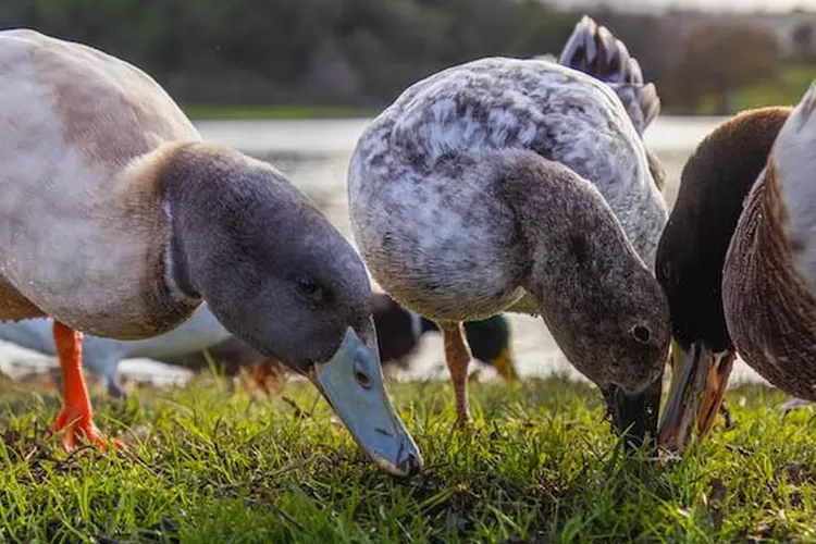 Panduan Ternak Bebek Petelur Untuk Pemula Keuntungan Naik Dengan