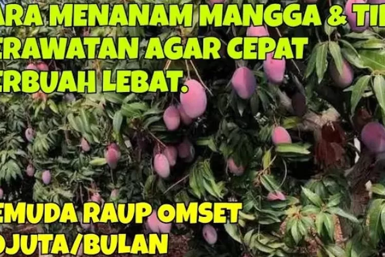 Cara Menanam Mangga Dan Tips Agar Cepat Berbuah Lebat Salah Satu Buah