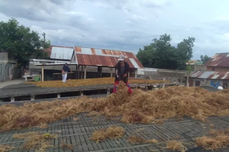 Klaster Usaha Rumput Laut Kampung Pogo UMKM Binaan BRI Yang Dorong