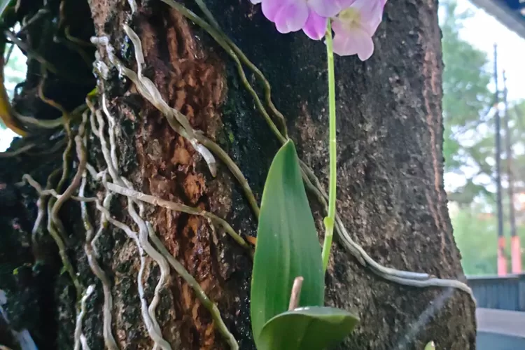 Begini Cara Menanam Anggrek Di Batang Pohon Pilih Batang Pohon Mangga