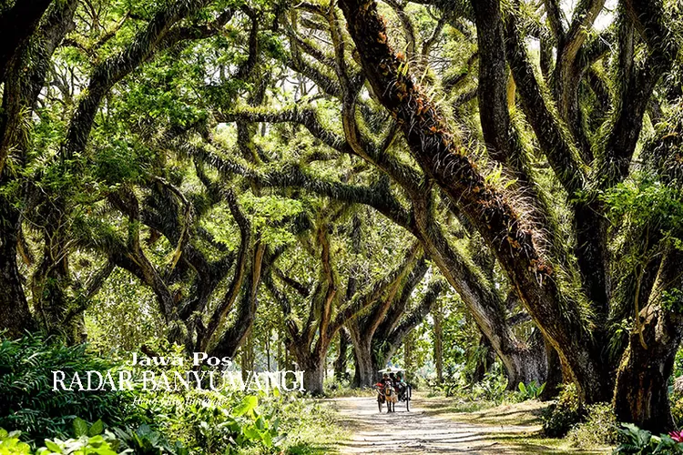 Hutan De Djawatan Lord Of The Rings Nya Banyuwangi Miliki Koleksi 805