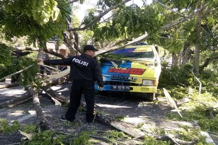 Angin Kencang Terjang Kintamani Atap Pohon Dan Tiang Listrik Tumbang