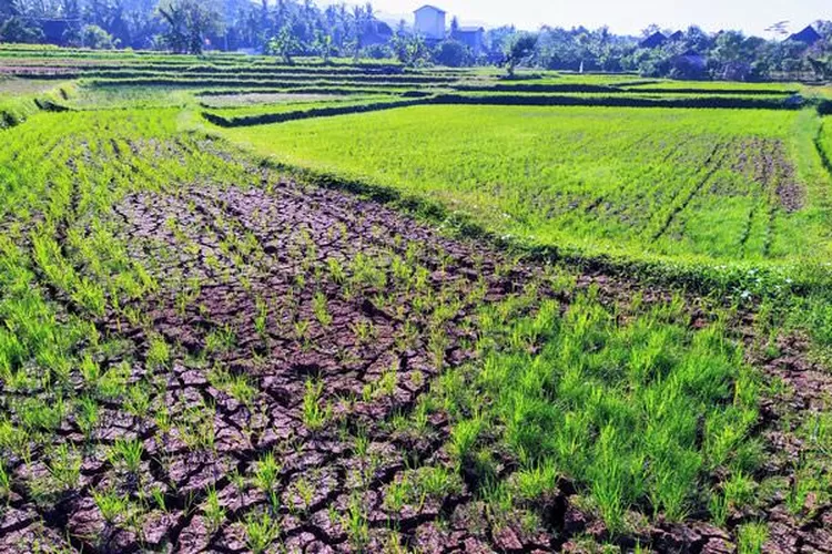 Salah Prediksi Ratusan Hektare Sawah Kering Dan Terancam Gagal Panen