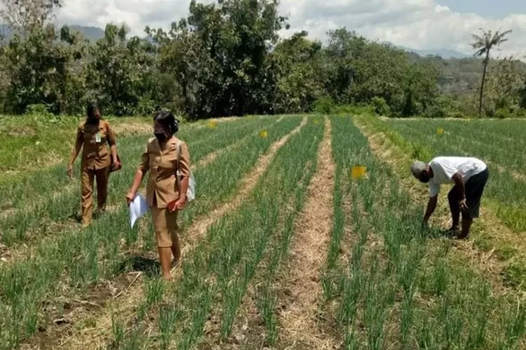 Jaga Ketahanan Kebutuhan Pokok Petani Di Buleleng Diminta Jaga Pola