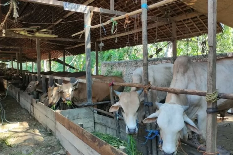 Kebutuhan Hewan Kurban Kalsel Naik Drastis Dari Ribu Ekor Jadi