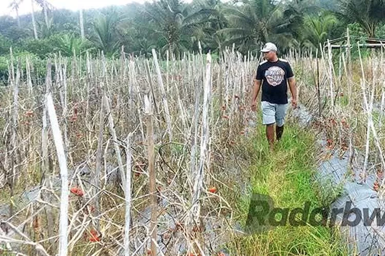 Harga Murah Meriah Petani Pilih Matikan Tanaman Tomat Radar Banyuwangi