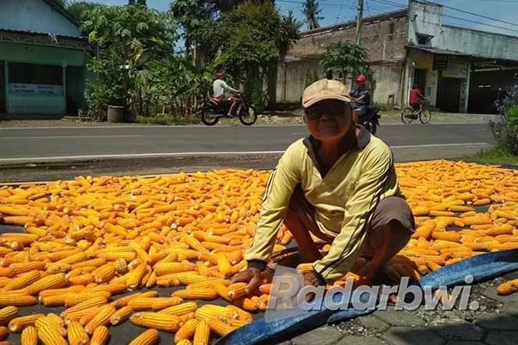 Harga Masih Stabil Petani Pilih Tanam Jagung Radar Banyuwangi