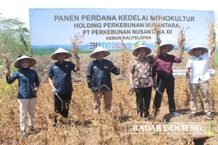 Panen Perdana Kedelai Untuk Kebutuhan Benih Radar Banyuwangi