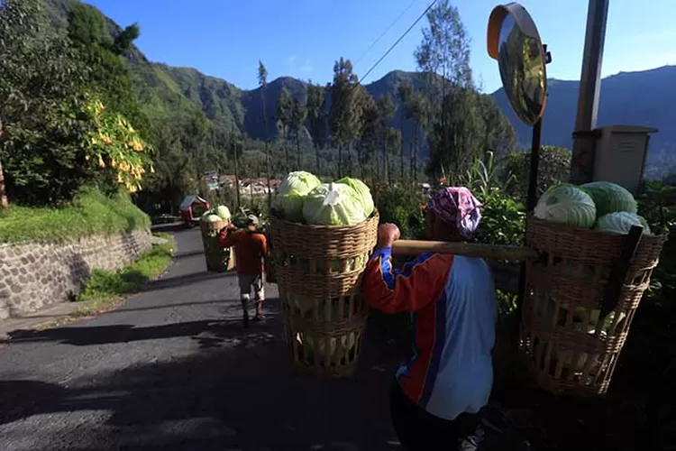 Harga Kubis Anjlok Hanya Rp 200 400 Per Kg Di Tataran Petani Radar Bromo