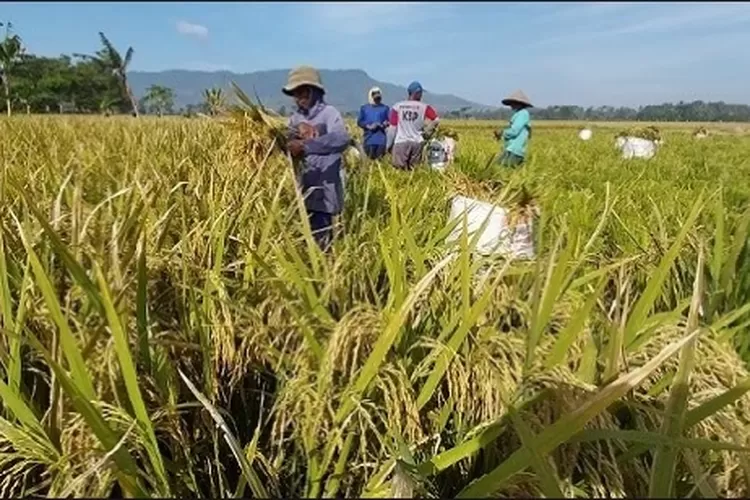 Lahan Pertanian Kian Menyusut Radar Jember