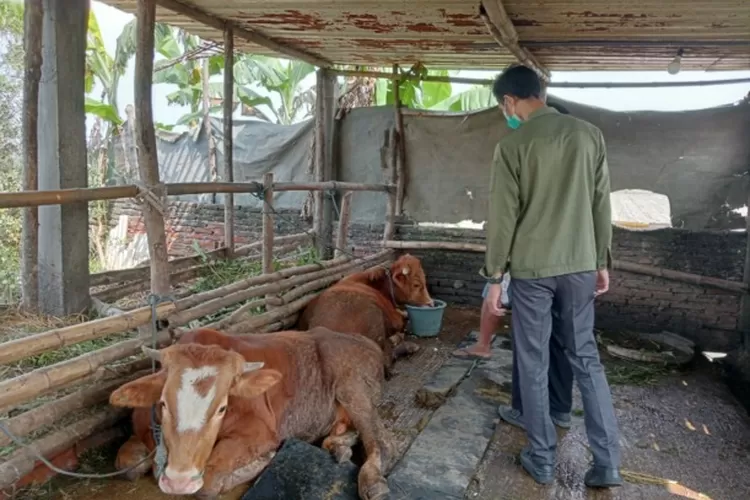 Belajar Dari Kasus Di Tembelang Ini Gejala Sapi Terjangkit PMK Radar