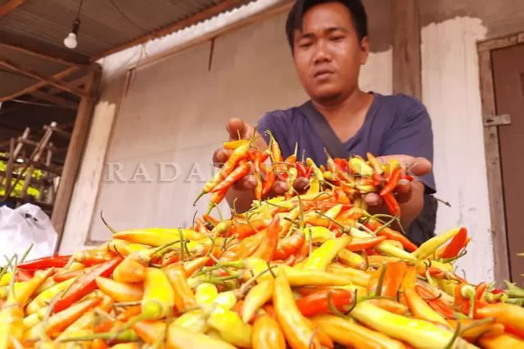 Harga Cabai Rawit Tembus Rp Ribu Radar Kediri