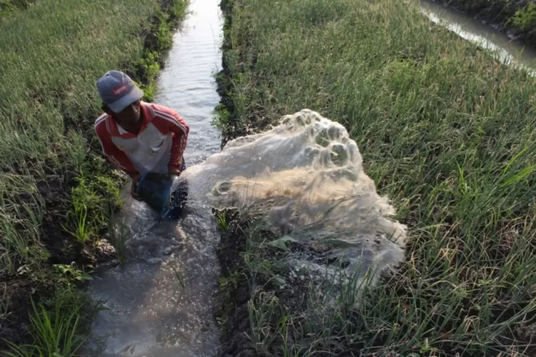 Berapa Brambang Tajuk Yang Dihasilkan Untuk Satu Hektare Lahan Radar