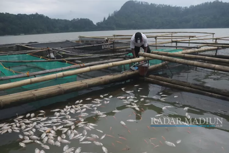 Fenomena Alam Ribuan Ekor Ikan Di Telaga Ngebel Mati Radar Madiun