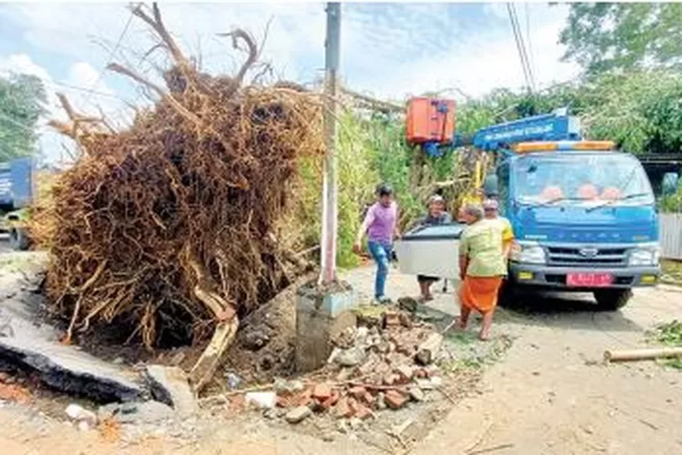 Waspada Masih Ada 50 Pohon Yang Rawan Tumbang Radar Malang