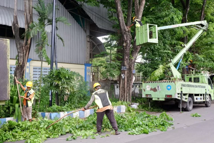 Antisipasi Pohon Tumbang Bupati Instruksikan DLHK Rajin Kepras Pohon