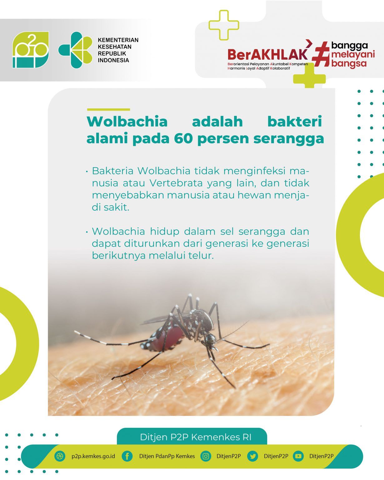 Teknologi Wolbachia Mengurai Fakta Seputar Nyamuk Pemberantas Demam