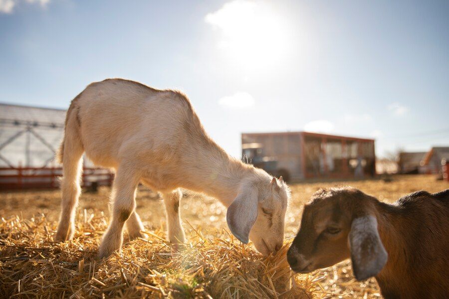 Syarat Hewan Kurban Sapi Dan Kambing Yang Sah Sesuai Sunnah