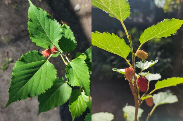 Buah Murbei Ternyata Punya Banyak Manfaat Bagi Kesehatan Bisa Jadi