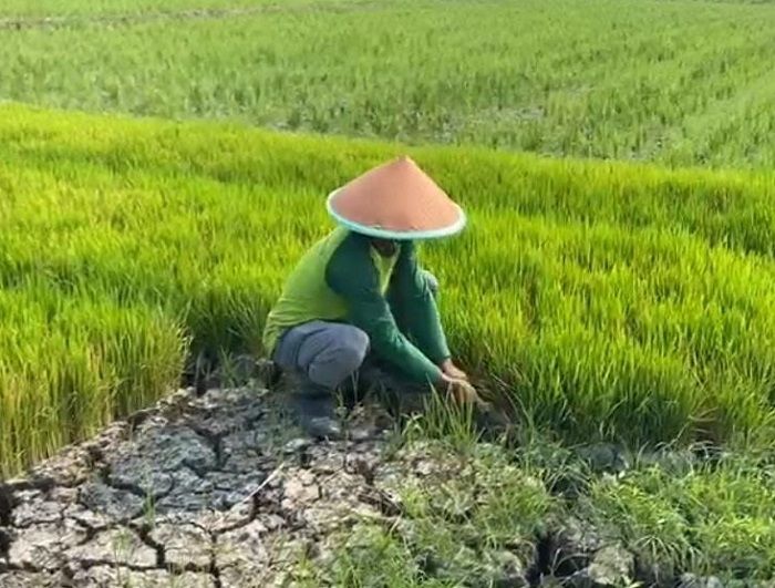 Dampak El Nino Hektar Sawah Di Kabupaten Bekasi Gagal Tanam