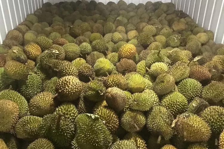 Info Spot Gudang Durian Paling Legit Di Yogyakarta Variannya Lengkap