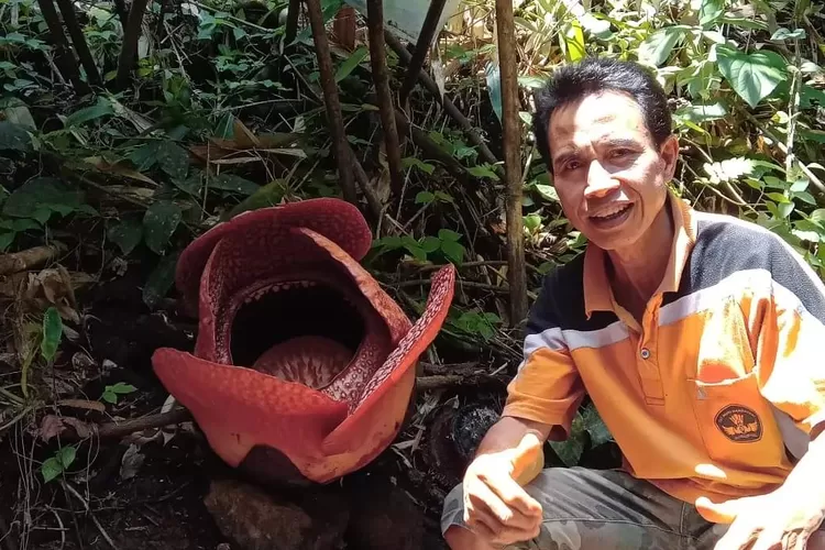 Hanya Berjarak 4 Km Dari Kota Kepahiang Bunga Raksasa Rafflesia