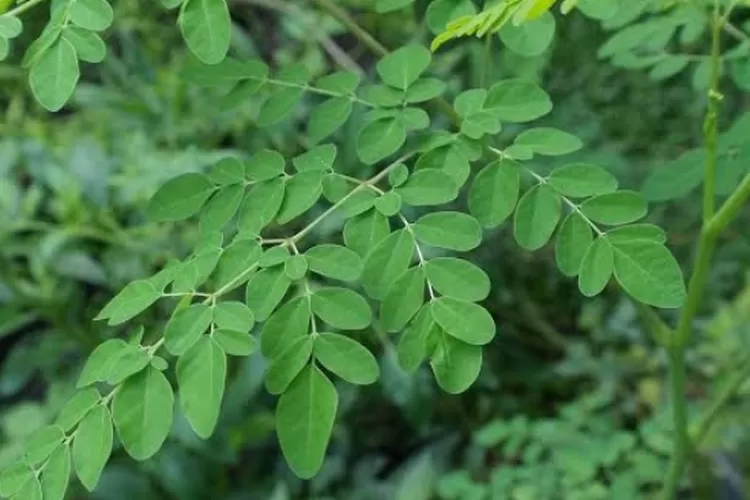 Beberapa Manfaat Daun Kelor Bagi Kesehatan Sangat Khasiat Pos Flores