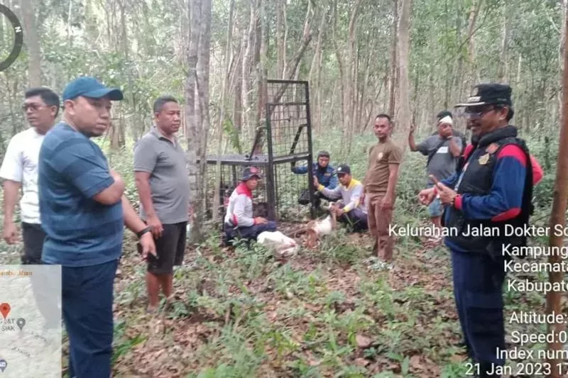Petugas memasang kandang jebak dengan umpan ayam untuk menangkap harimau di Kawasan Hutan Arwinas, Kabupaten Siak, Provinsi Riau. foto: antaranews.com