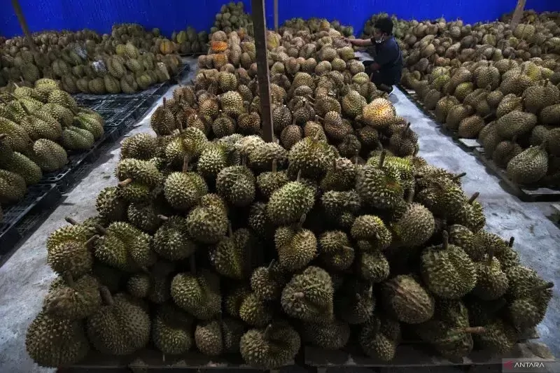 Peneliti dari Departemen Agronomi dan Hortikultura Fakultas Pertanian IPB University Profesor Darda Efendi gencar memperkaya buahan-buahan nusantara melalui bioteknologi.foto: antara