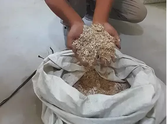 Penelitian dari Fakultas Kehutanan UGM berhasil menemukan alternatif media tanam (baglog) yang biasanya memanfaatkan limbah kayu sengon. Foto: UGM