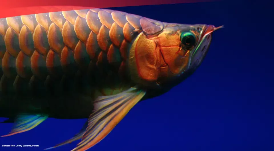 Ilustrasi ikan hias. Foto: Data Indonesia