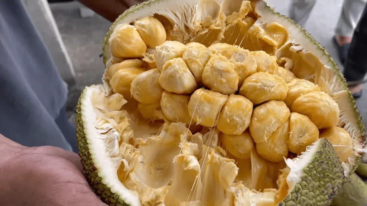 Manfaat buah cempedak bagi kesehatan. foto: ist