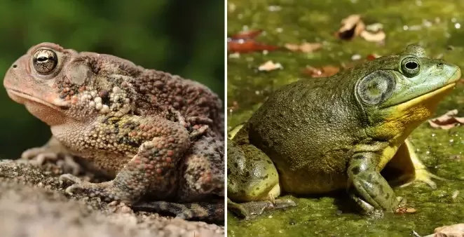 Perbedaan katak dan kodok. (Foto: website/reconnectnature.org)